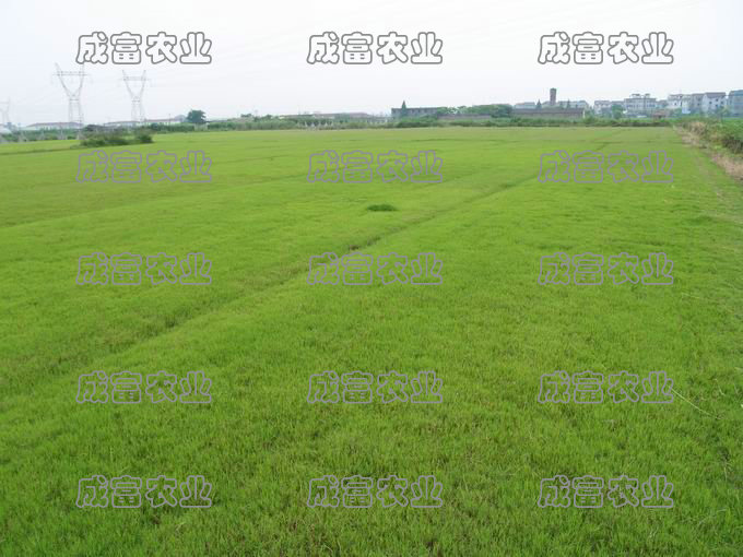 ����419��ƺ