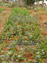 ����С��